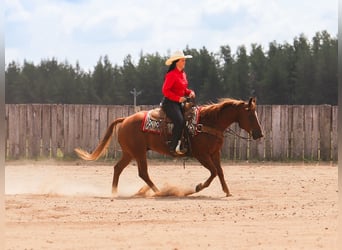 American Quarter Horse, Castrone, 6 Anni, 145 cm, Sauro ciliegia