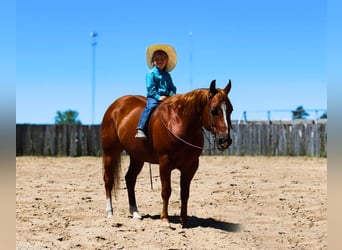 American Quarter Horse, Castrone, 6 Anni, 145 cm, Sauro ciliegia