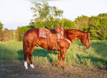 American Quarter Horse, Castrone, 6 Anni, 145 cm, Sauro ciliegia