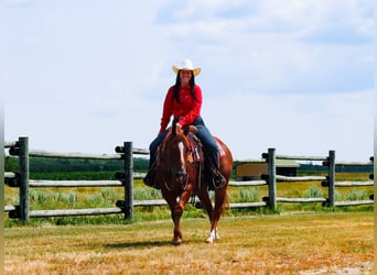 American Quarter Horse, Castrone, 6 Anni, 145 cm, Sauro ciliegia