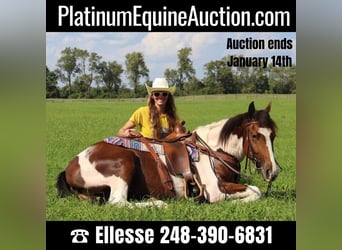 American Quarter Horse, Castrone, 6 Anni, 145 cm, Tobiano-tutti i colori