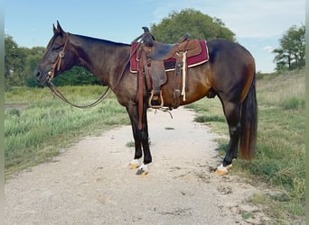 American Quarter Horse, Castrone, 6 Anni, 147 cm, Baio ciliegia