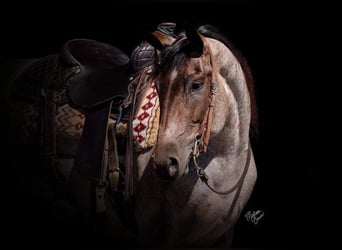 American Quarter Horse, Castrone, 6 Anni, 147 cm, Baio roano