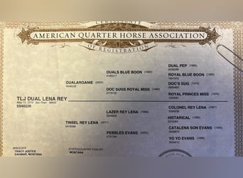 American Quarter Horse, Castrone, 6 Anni, 147 cm, Baio roano