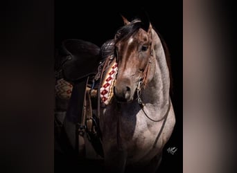 American Quarter Horse, Castrone, 6 Anni, 147 cm, Baio roano