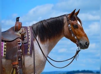 American Quarter Horse Mix, Castrone, 6 Anni, 147 cm, Baio roano