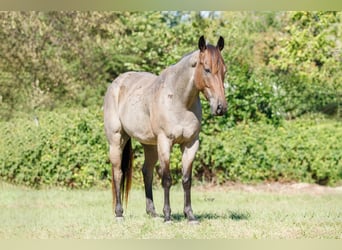 American Quarter Horse, Castrone, 6 Anni, 147 cm, Baio roano