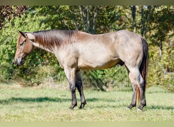 American Quarter Horse, Castrone, 6 Anni, 147 cm, Baio roano