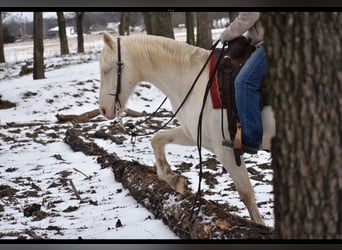 American Quarter Horse, Castrone, 6 Anni, 147 cm, Cremello