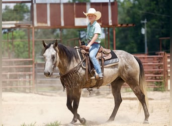 American Quarter Horse, Castrone, 6 Anni, 147 cm, Grigio