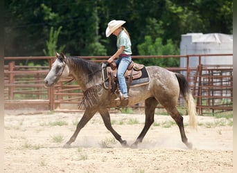 American Quarter Horse, Castrone, 6 Anni, 147 cm, Grigio