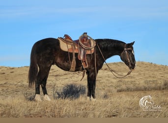 American Quarter Horse, Castrone, 6 Anni, 147 cm, Morello