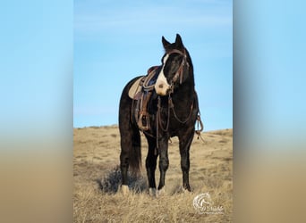 American Quarter Horse, Castrone, 6 Anni, 147 cm, Morello