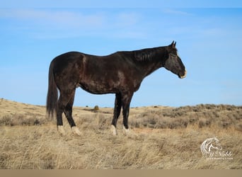 American Quarter Horse, Castrone, 6 Anni, 147 cm, Morello