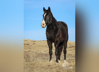 American Quarter Horse, Castrone, 6 Anni, 147 cm, Morello