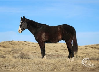 American Quarter Horse, Castrone, 6 Anni, 147 cm, Morello