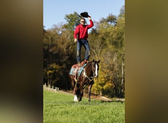 American Quarter Horse, Castrone, 6 Anni, 147 cm, Morello
