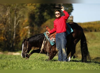 American Quarter Horse, Castrone, 6 Anni, 147 cm, Morello