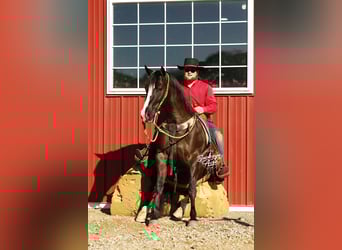 American Quarter Horse, Castrone, 6 Anni, 147 cm, Morello