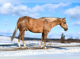 American Quarter Horse, Castrone, 6 Anni, 147 cm, Palomino