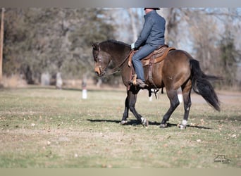 American Quarter Horse, Castrone, 6 Anni, 147 cm, Pelle di daino