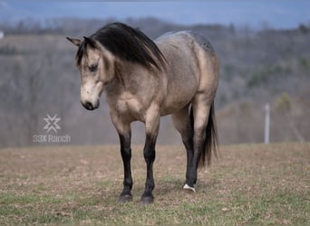 American Quarter Horse, Castrone, 6 Anni, 147 cm, Pelle di daino