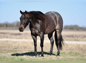 American Quarter Horse, Castrone, 6 Anni, 147 cm