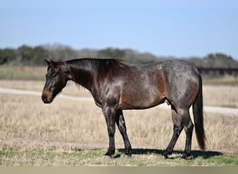 American Quarter Horse, Castrone, 6 Anni, 147 cm