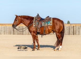 American Quarter Horse, Castrone, 6 Anni, 147 cm