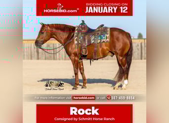 American Quarter Horse, Castrone, 6 Anni, 147 cm