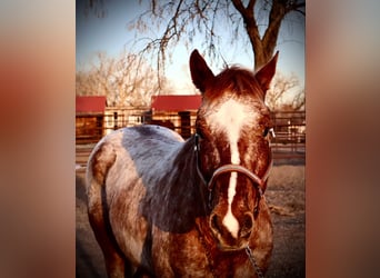 American Quarter Horse, Castrone, 6 Anni, 147 cm, Roano rosso