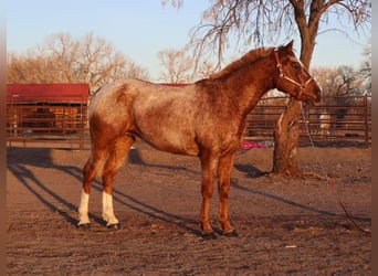 American Quarter Horse, Castrone, 6 Anni, 147 cm, Roano rosso