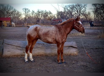 American Quarter Horse, Castrone, 6 Anni, 147 cm, Roano rosso