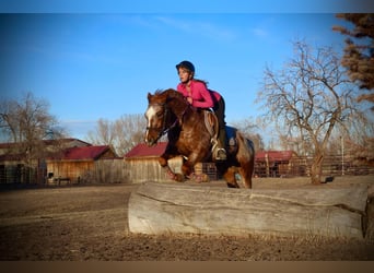 American Quarter Horse, Castrone, 6 Anni, 147 cm, Roano rosso