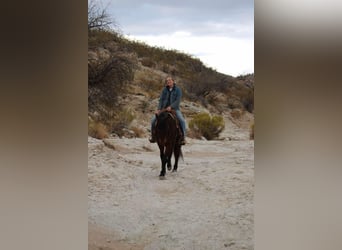 American Quarter Horse, Castrone, 6 Anni, 147 cm, Roano rosso