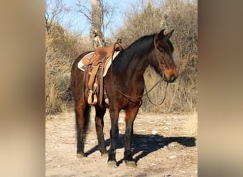 American Quarter Horse, Castrone, 6 Anni, 147 cm, Roano rosso