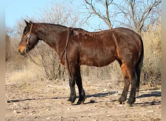 American Quarter Horse, Castrone, 6 Anni, 147 cm, Roano rosso