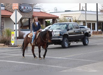 American Quarter Horse, Castrone, 6 Anni, 147 cm, Roano rosso