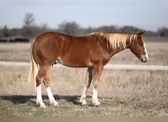 American Quarter Horse, Castrone, 6 Anni, 147 cm, Sauro ciliegia