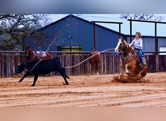 American Quarter Horse, Castrone, 6 Anni, 147 cm, Sauro ciliegia