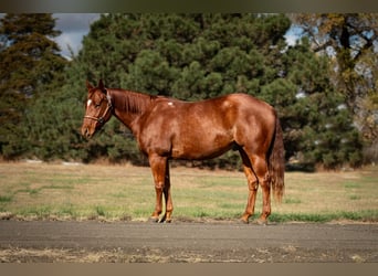 American Quarter Horse, Castrone, 6 Anni, 147 cm, Sauro ciliegia