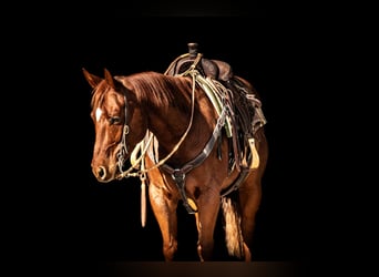 American Quarter Horse, Castrone, 6 Anni, 147 cm, Sauro ciliegia