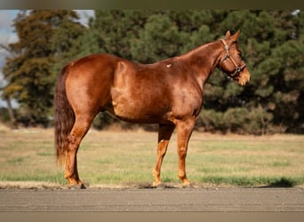 American Quarter Horse, Castrone, 6 Anni, 147 cm, Sauro ciliegia