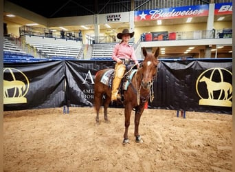 American Quarter Horse, Castrone, 6 Anni, 147 cm, Sauro ciliegia