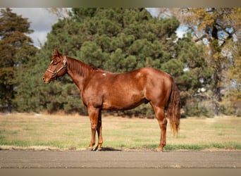 American Quarter Horse, Castrone, 6 Anni, 147 cm, Sauro ciliegia