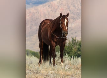 American Quarter Horse, Castrone, 6 Anni, 147 cm, Sauro ciliegia