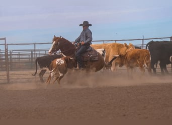 American Quarter Horse, Castrone, 6 Anni, 147 cm, Sauro ciliegia