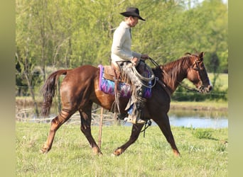 American Quarter Horse, Castrone, 6 Anni, 147 cm, Sauro ciliegia
