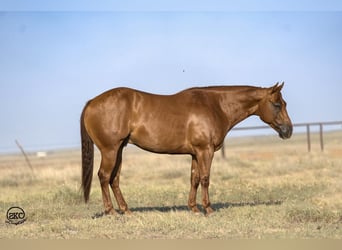 American Quarter Horse, Castrone, 6 Anni, 147 cm, Sauro ciliegia