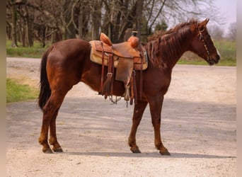 American Quarter Horse, Castrone, 6 Anni, 147 cm, Sauro ciliegia